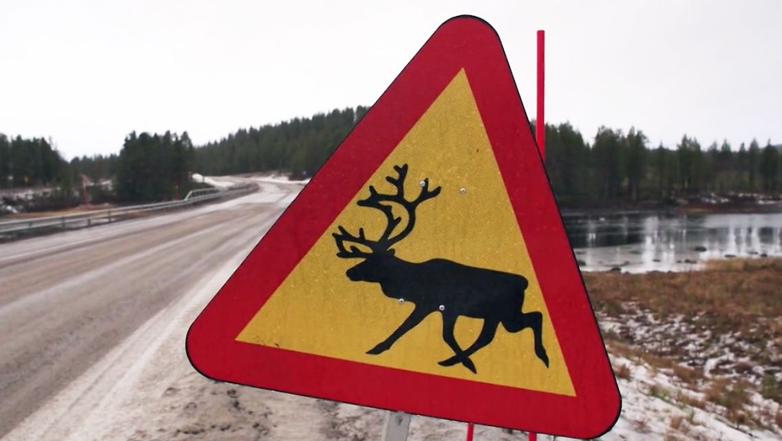Schweden-Elch.jpg