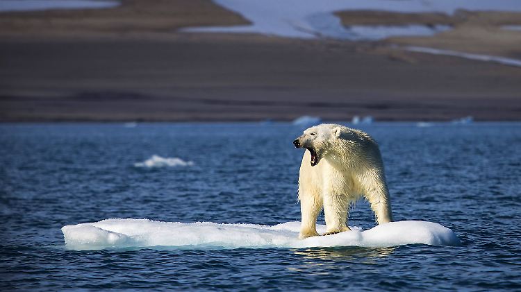 Nicht nur Eisbären kommt durch den Klimawandel der Lebensraum abhanden.