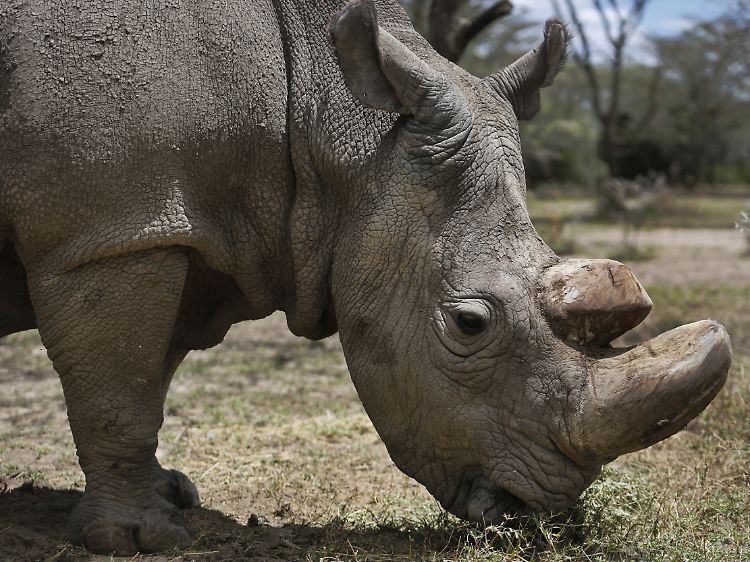 "Sudan" im Wildtierreservat Ol Pejeta: Das letzte männliche Nördliche Breitmaulnashorn der Welt war im März 2018 gestorben.