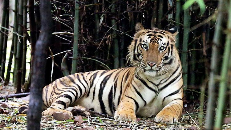 Ein Königstiger in seinem Gehege. In freier Wildbahn gibt es nicht mehr viele.