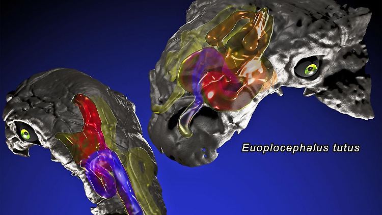 Die Computersimulation zeigt die Windungen in der Nase der Saurier.