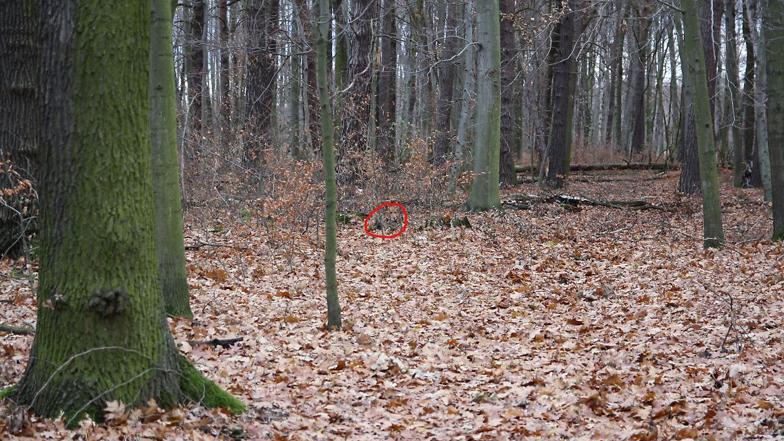 Und wo ist nun Bobby? Der Hund sitzt ziemlich in der Mitte des Bildes. Augen und Nase sind als drei schwarze Punkte zu erkennen.