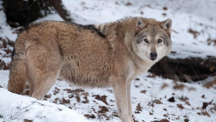 In der Natur sieht man Wölfe äußerst selten. Dieses Tier steht in einem Gehege im Wildparadies Tripsdrill in Baden-Württemberg.