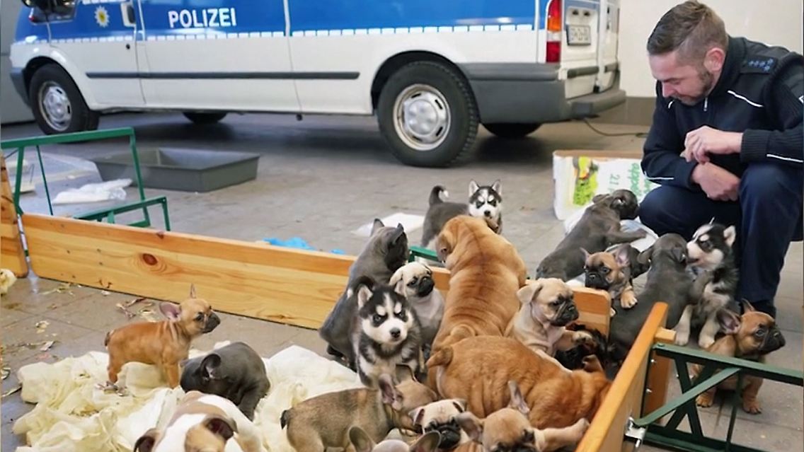 Welpenpolizei.jpg