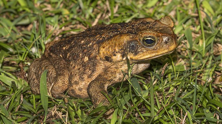 Aga-Kröten, auch Riesenkröten genannt, sind in Australien stark verbreitet.