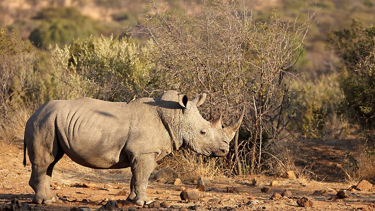 Weiße Nashörner können bis zu 2600 Kilogramm schwer werden.
