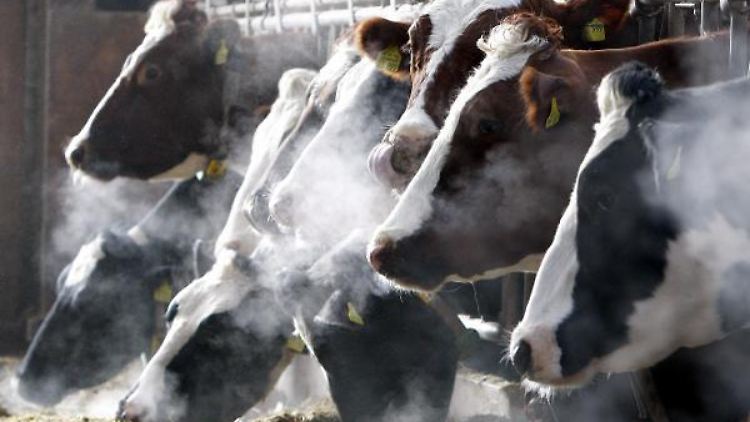 Insbesondere Rindfleisch exportiert Irland nach Großbritannien.