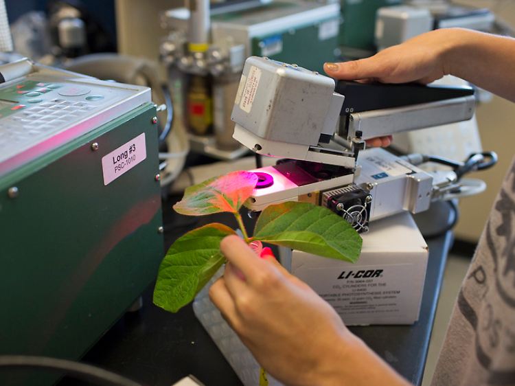 Hier wird gemessen, wie weit eine Tabakpflanze modifiziert wurde, um eine verkürzte Lichtatmung (Photorespiration) zu erreichen.