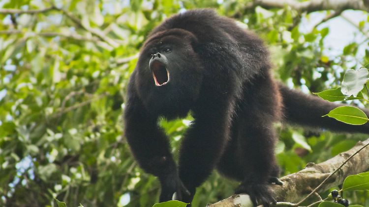 Ein Guatemala-Brüllaffe in Belize: "Akustische Aufzeichnungsgeräte können Tierrufe und Lieder aus mehreren hundert Metern Entfernung registrieren", schreiben die Wissenschaftler in "Science".