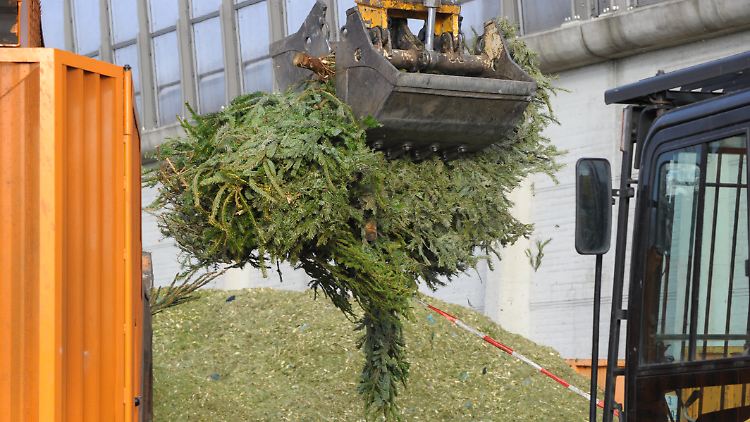 Weihnachtsbäume im Schredder: Die Lignocellulose, aus der Tannennadeln zum großen Teil bestehen, kann zu verwendbaren Chemikalien abgebaut werden.