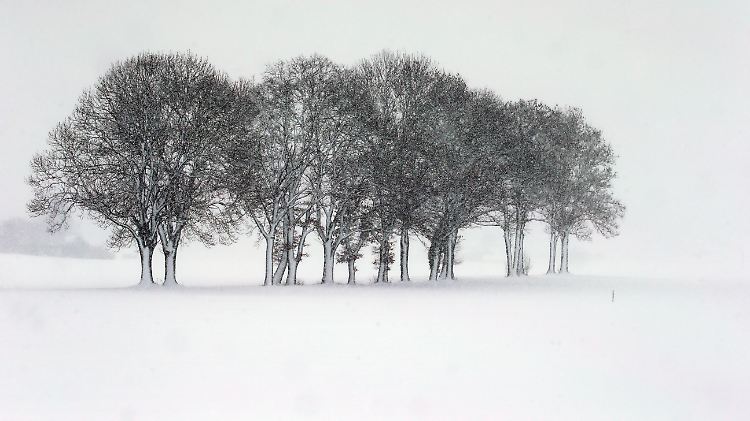 Bäume stehen in der tief verschneiten Landschaft.