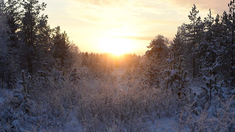 Die Sonne über einem verschneiten Wald in Finnland.