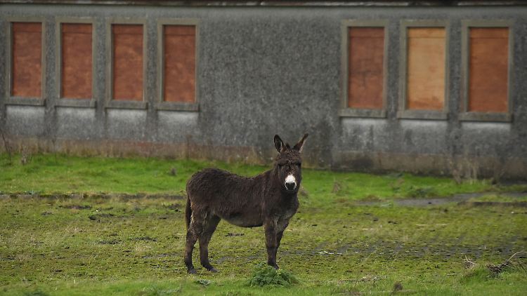 Ein Esel steht vor einer ehemaligen Grenze zwischen Nordirland und Irland in Carrickcarnon.