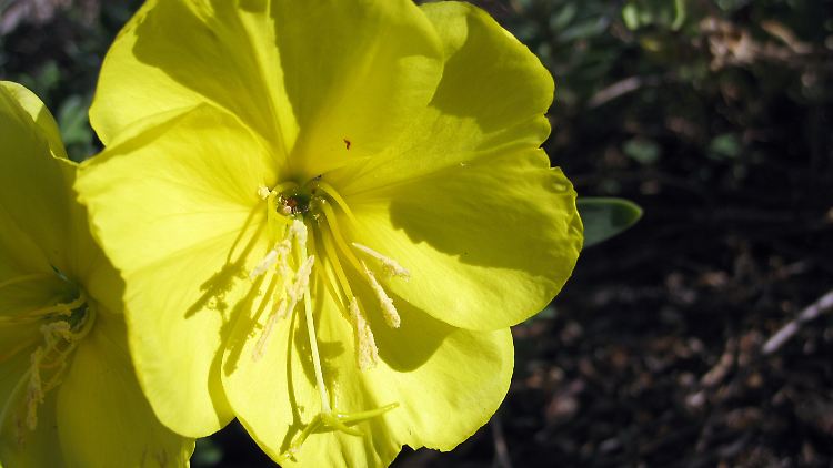 Oenothera drummondii erhöht innerhalb kurzer Zeit den Zuckergehalt um 20 Prozent, wenn Bienen summen.