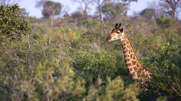 Im Krüger-Nationalpark leben fast 5000 Giraffen. Ausgewachsene Bullen werden bis zu sechs Meter hoch.
