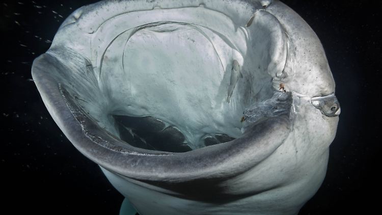 Wichtige Nahrungsquelle: Walhai bei der Jagd nach Krill im Indischen Ozean.