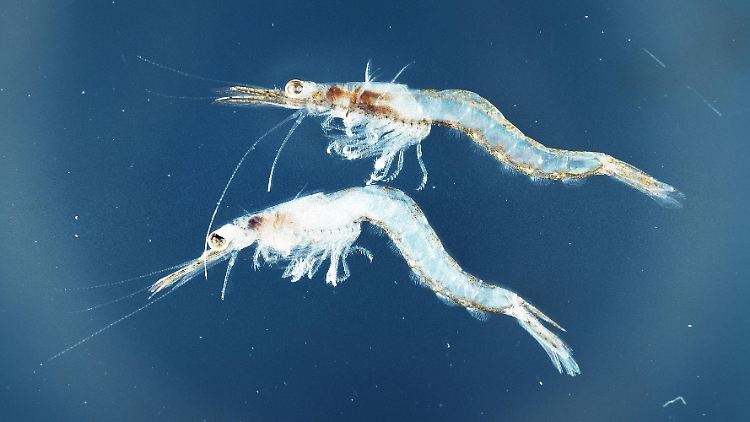 Der Antarktische Krill, nur wenige Zentimeter groß, ist ein wichtiger Teil des sogenannten Zooplanktons.