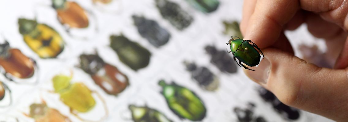 Regelmäßig kommen Käfersammler beim Käferstammtisch in der Staatssammlung München zusammen um ihre gefangenen Insekten zu bestimmen und sich auszutauschen.
