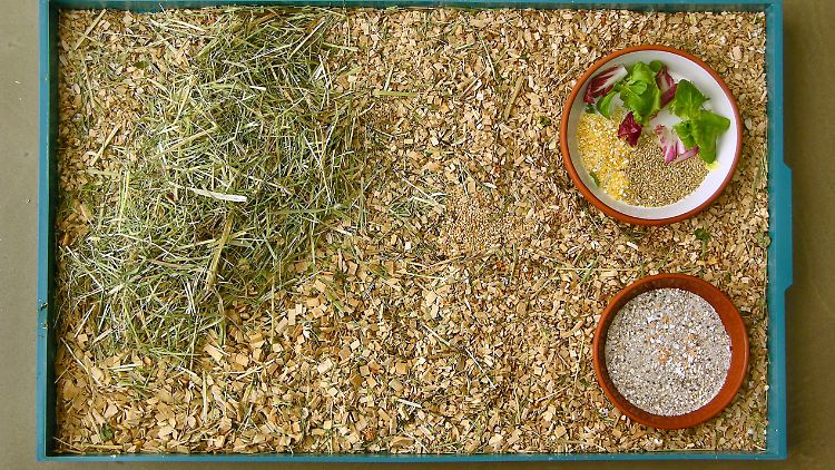 Zooplus steigert die Einnahmen kräftig.