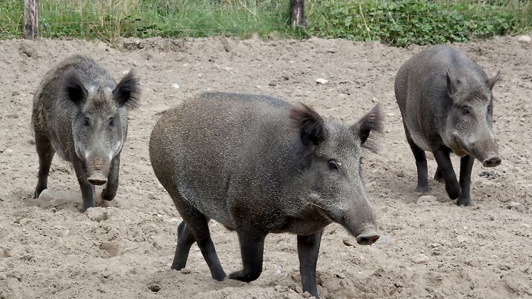 Wildschweine sollen durch den neu errichteten Zaun daran gehindert werden, von Deutschland nach Dänemark zu kommen.