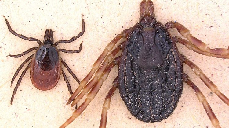 Größenvergleich: Links der Gemeine Holzbock (Ixodes ricinus), der in Deutschland heimisch ist. Rechts eine Hyalomma-Zecke (Hyalomma marginatum). 
