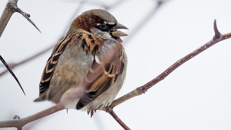 Der Haussperling belegt den Spitzenplatz als häufigster Wintervogel in Deutschlands Gärten.