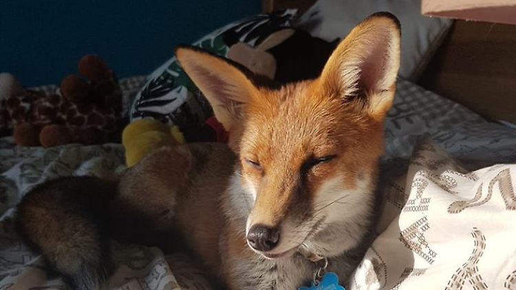 Bei Gemma Holdway darf Füchsin Vixey sogar im Bett schlafen.