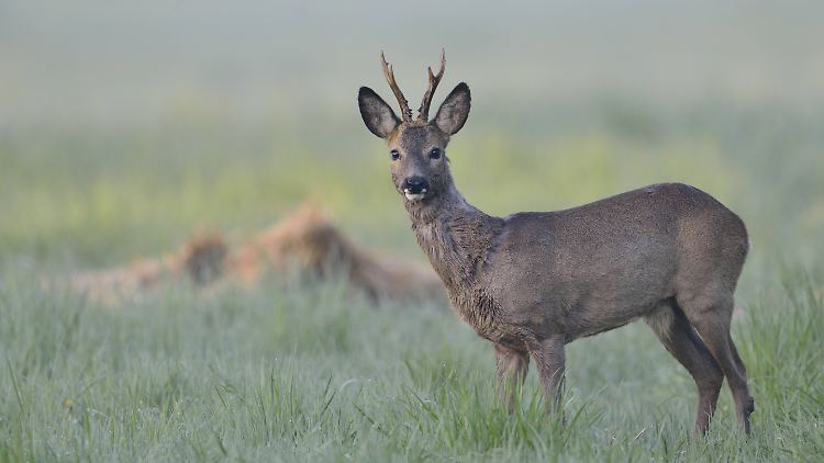 Reh oder Hirsch?
Der Rehbock trägt ein kleines Gehörn auf dem Kopf.