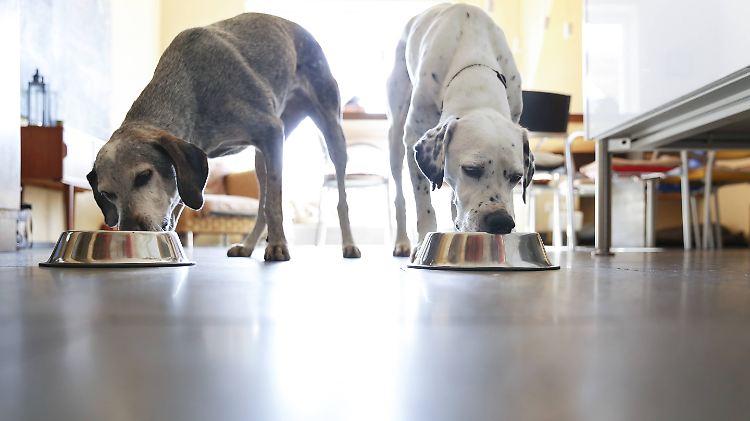 Vitamin D ist ein essentieller Nährstoff für Hunde, doch die Einnahme erhöhter Mengen kann zu Gesundheitsproblemen führen. 