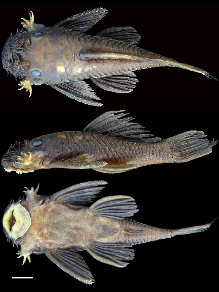 Ancistrus patronus heißt nach der väterlichen Fürsorge der Gattung für den Nachwuchs.