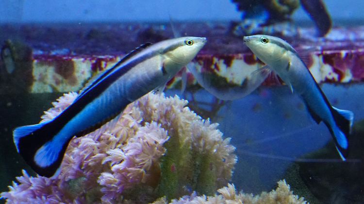 Fisch im Spiegeltest: Entdeckt der Putzerfisch Markierungen auf seinem Körper, versucht er danach, die Flecken abzuschaben. 