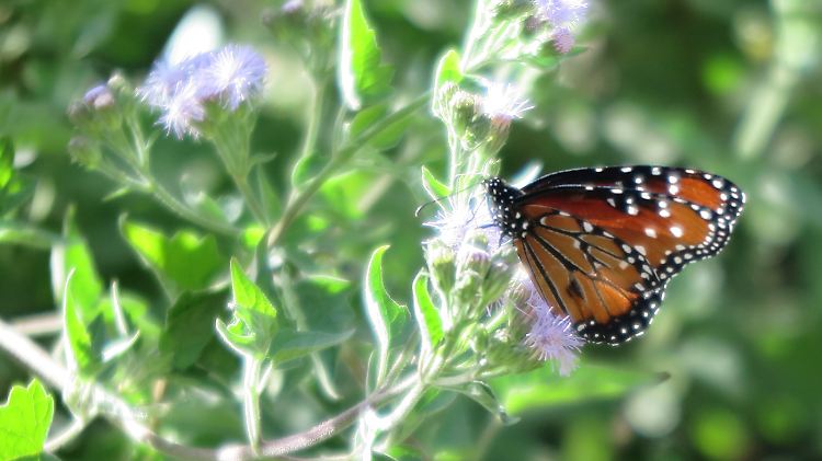 Das "National Butterfly Center" bietet Hunderten Schmetterlingsarten, aber auch exotischen Vögeln und anderen Tieren eine Heimat.