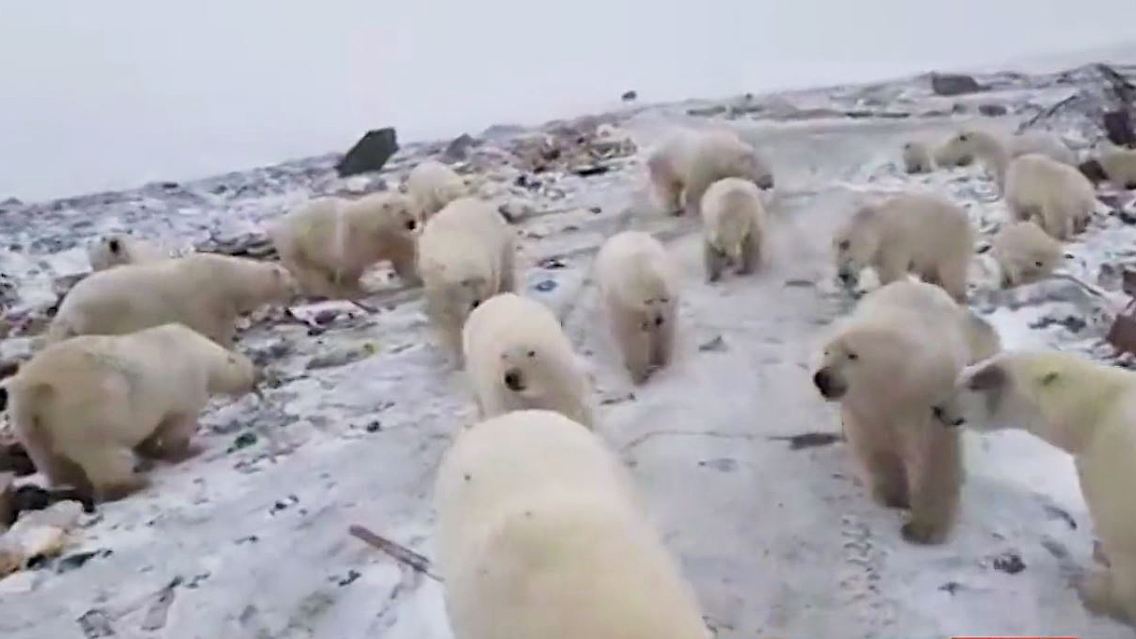 Eisbären Russland.JPG