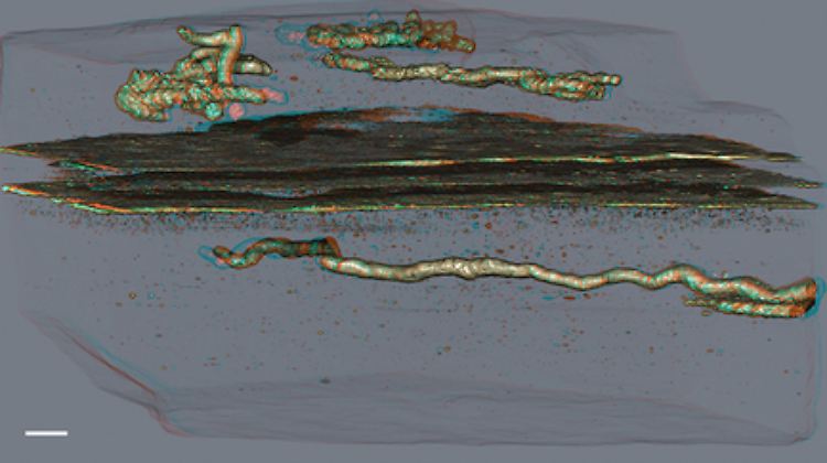 Schnurförmige Strukturen in 2,1 Milliarden Jahre altem Gestein.