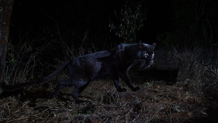 Dem Briten Will Burrard-Lucas sind in Kenia ganz außergewöhnliche Fotos gelungen.