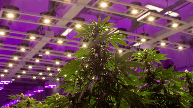 Ein Rentnerpaar baute Cannabis in großem Stil im eigenen Haus an.
