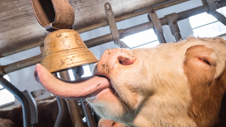 Zu laut oder nicht zu laut? Der Holzkirchener "Kuhglocken-Streit" beschäftigt jetzt die zweite Instanz. 