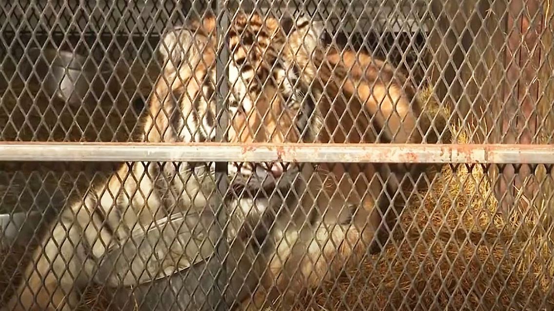 Kiffer Tiger.JPG
