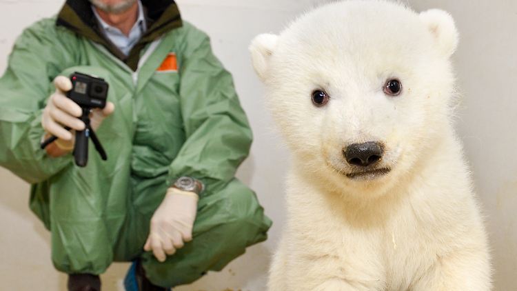 Die namenlose Kleine erfreut sich bester Gesundheit. Die Tierpfleger achten genau auf den Eisbärennachwuchs. Schließlich ist das Sterblichkeitsrisiko bei ihnen besonders hoch.