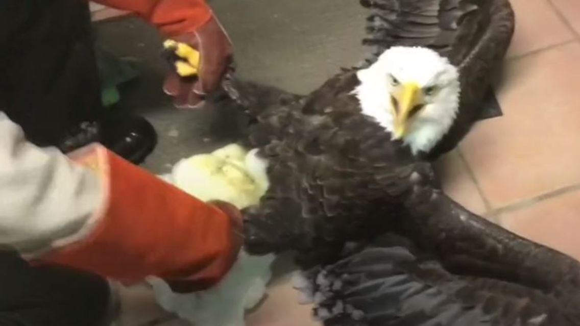 adler.JPG