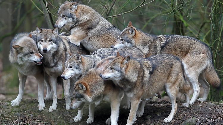 Ein Rudel Wölfe im Natur- und Umweltpark Güstrow.