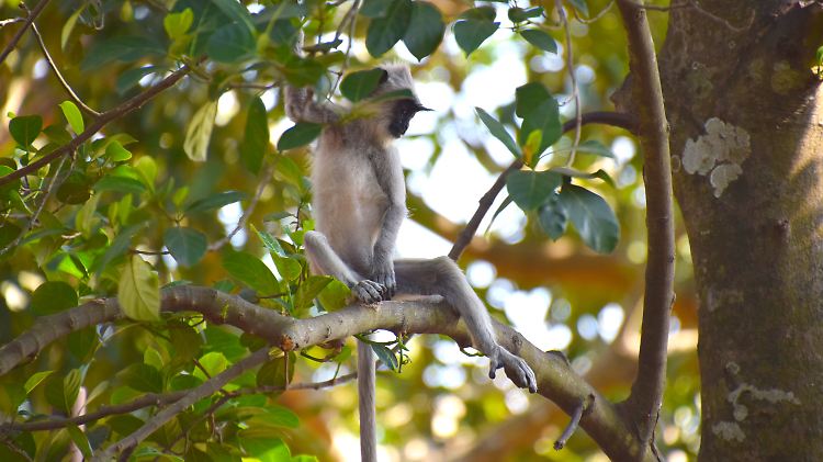 Ein Südlicher Hanuman-Langur auf Sri Lanka.