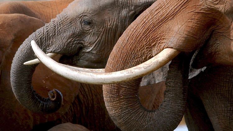 Die Zahl der Elefanten in Afrika ist in den vergangenen Jahrzehnten deutlich zurückgegangen, ein Grund: Wilderei.