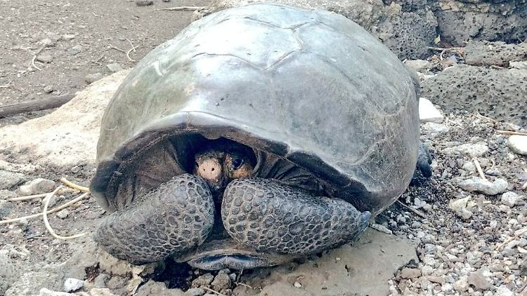 Gestatten: Die Fernandina-Riesenschildkröte.