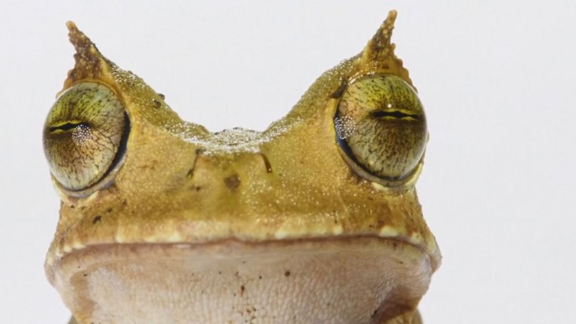 Gehörnter Beutelfrosch.jpg