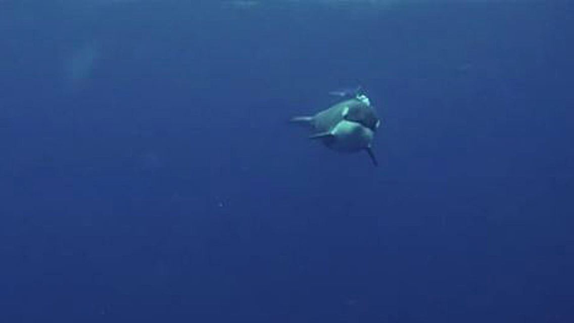 Orca.JPG