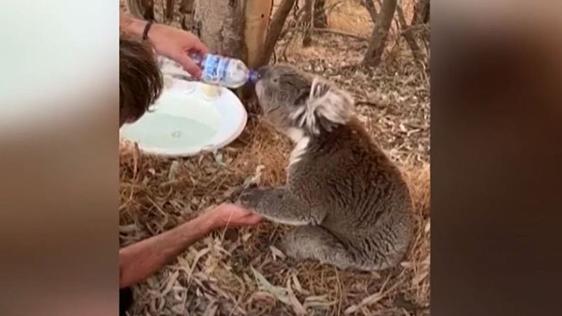 Koala.JPG