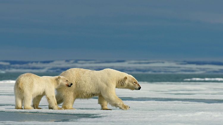 Was wohl die Eisbären den Autofahrern dieser Welt sagen würden?