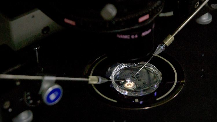 Die Genschere bei der Arbeit: Ein Cas9-Eiweiß wird in der Petrischale in ein Embryo injiziert.
