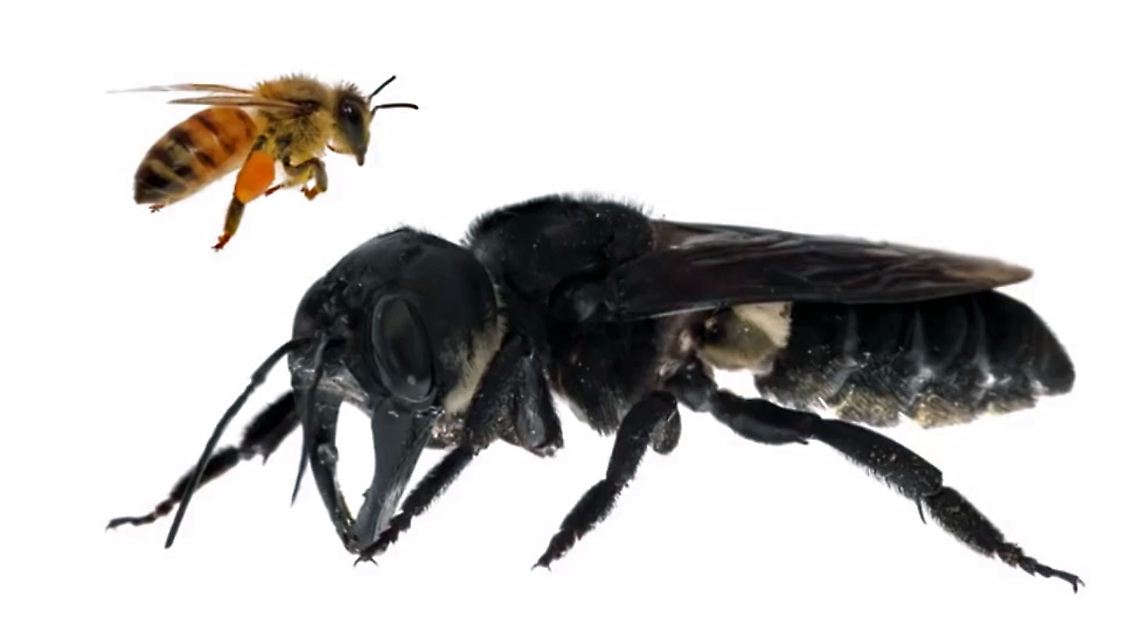 Riesenbiene.jpg